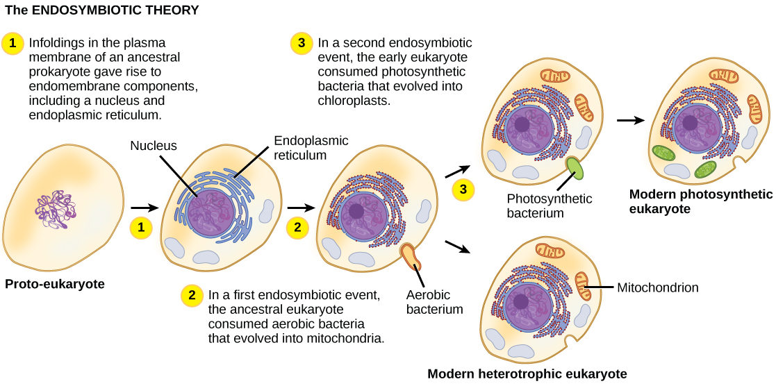 The illustration shows steps that, according to the endosymbiotic theory, gave rise to eukaryotic organisms. In step 1, infoldings in the plasma membrane of an ancestral prokaryote gave rise to endomembrane components, including a nucleus and endoplasmic reticulum. In step 2, the first endosymbiotic event occurred: The ancestral eukaryote consumed aerobic bacteria that evolved into mitochondria. In a second endosymbiotic event, the early eukaryote consumed photosynthetic bacteria that evolved into chloroplasts.