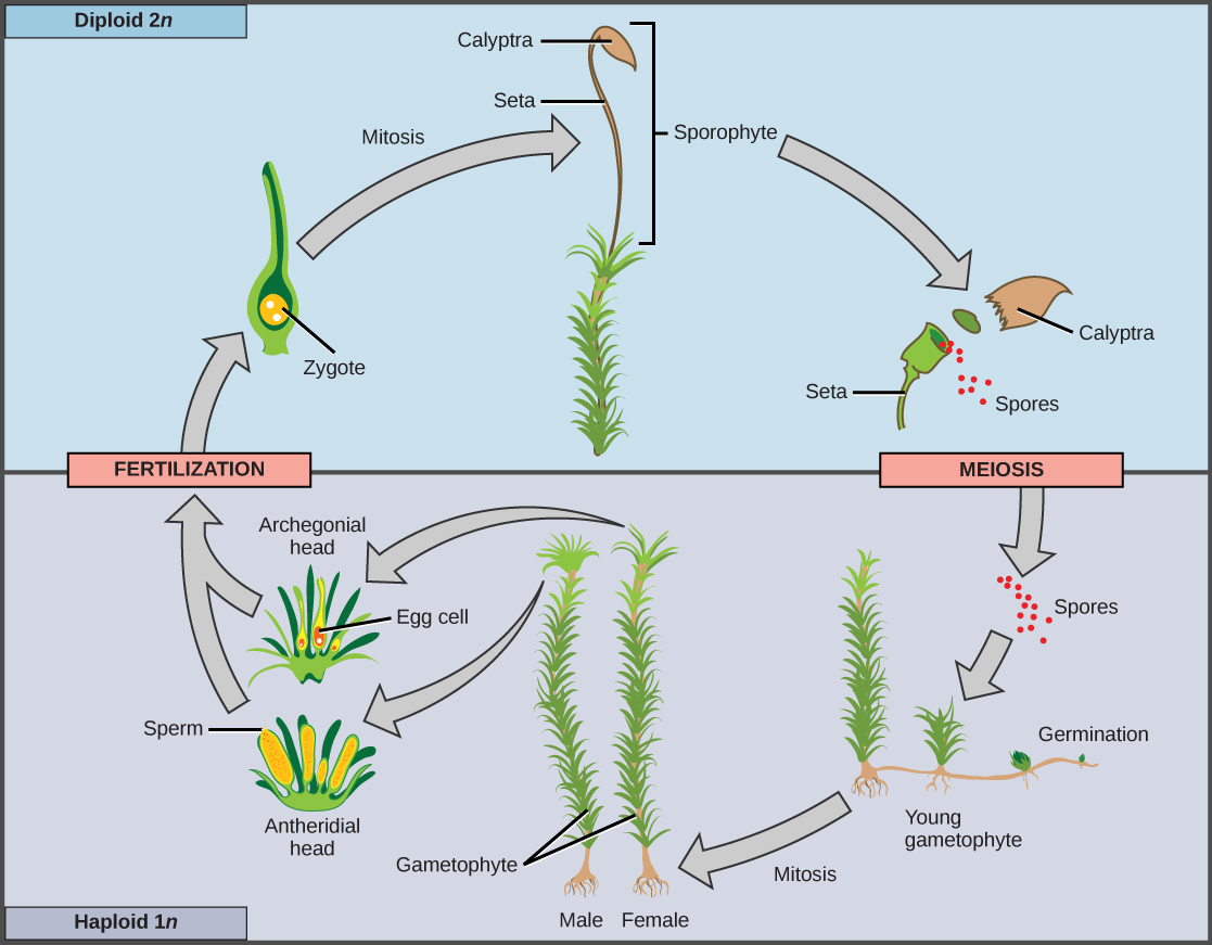 Sporogenous tissue undergoes meiosis to produce haploid (1n) spores, which germinate into young gametophytes. The gametophytes grow and develop into male or female gametophytes, which then produce sperm and eggs that fuse to form a diploid (2n) zygote. The zygote undergoes mitosis to form a 2n sporophyte, ending the cycle.