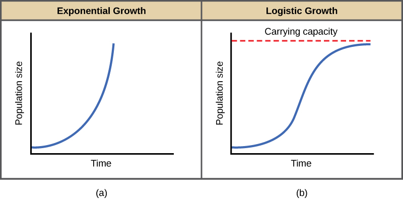  Both (a) and (b) graphs plot population size versus time. In graph (a), exponential growth results in a curve that gets increasingly steep, resulting in a J-shape. In graph (b), logistic growth results in a curve that gets increasingly steep, then levels off when the carrying capacity is reached, resulting in an S-shape.