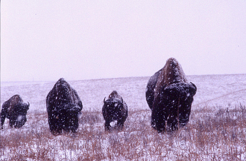  This photo shows Ameican bison, grazing on a winter grassland, in a snowstorm