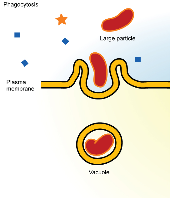 This illustration shows a plasma membrane forming a pocket around a particle in the extracellular fluid. The membrane subsequently engulfs the particle, which becomes trapped in a vacuole.