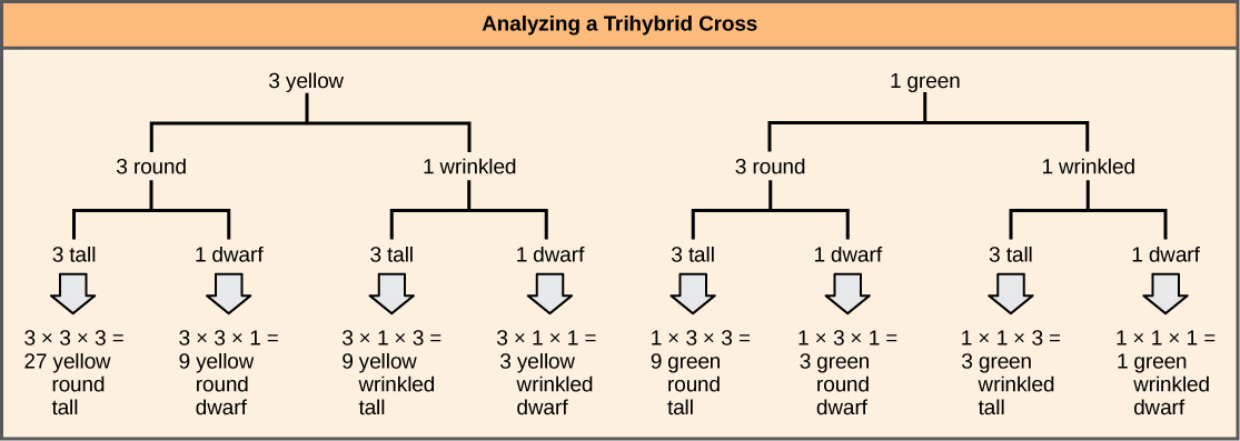  A forked-line diagram is shown for the F_{2} generation of a trihybrid cross of pea plants with the dominant yellow, round, and tall phenotype with pea plants of the recessive green, wrinkled, dwarf phenotype. The top row shows that the color ratio is 3 yellow to 1 green in the F_{2} generation. The second row shows that the probability that plants of either pea color having the round or wrinkled texture is 3 to 1. The third row shows that the probability of plants with either of the above textures having a round or wrinkled phenotype is 3 to 1. The probability of all three phenotypes occurring together is determined by multiplying each individual probability together. The probability ratio is 27 yellow/round/tall: 9 yellow/round/dwarf: 9 yellow/wrinked/tall: 3 yellow/wrinkled/dwarf: 9 green/round/tall: 3 green/round/dwarf: 3 green/wrinkled/tall: 1 green/wrinkled/dwarf.