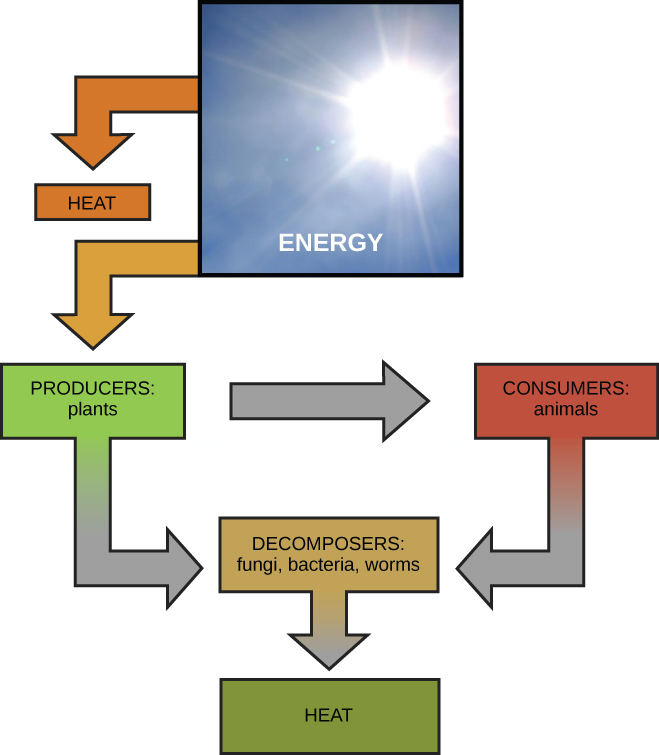 This diagram shows energy from the sun being transferred to producers, such as plants. The producers in turn transfer energy to consumers and decomposers. Animals also transfer energy to decomposers.