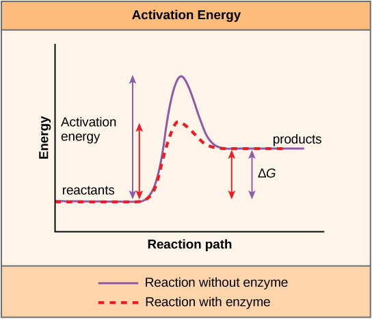 This plot shows that a catalyst decreases the activation energy for a reaction but does not change the Gibbs free energy.