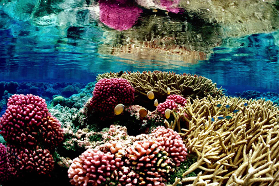  Photo shows pink brain-like coral and long, finger-like coral growing on a reef. Fish swim among the coral.