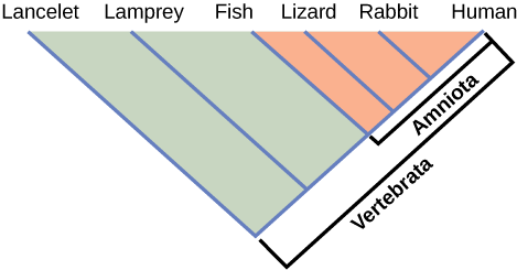 The illustration shows the V-shaped Vertebrata clade, which includes lancelets, lampreys, fish, lizards, rabbits, and humans. Lancelets are at the left tip of the V, and humans are at the right tip. Four more lines are drawn parallel to the lancelet line; each of these lines starts further up the right arm of the V than the next. At the end of each line, from left to right, are lampreys, fish, lizards, and rabbits. Lizards, rabbits, and humans are in the clade Amniota, which form a small V nested in the upper right-hand corner of the V-shaped Vertebrata clade.