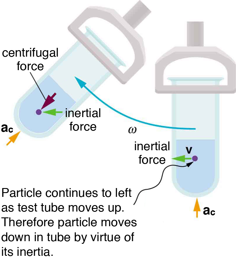 A test tube is fitted in a centrifuge. The centrifuge is rotating toward the left. The inertial force vector on a particle inside the liquid is directed toward the left. The  centrifugal force is directed toward the bottom of the test tube. The angular velocity is marked as omega.