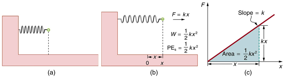 An undeformed spring fixed at one end with no potential energy. (b) A spring fixed at one end and stretched by a distance x by a force F equal to k x. Work done W is equal to one half k x squared. P E s is equal to one half k x squared. (c) A graph of force F versus elongation x in the spring. A straight line inclined to x axis starts from origin. The area under this line forms a right triangle with base of x and height of k x. Area of this triangle is equal to one half k x squared.