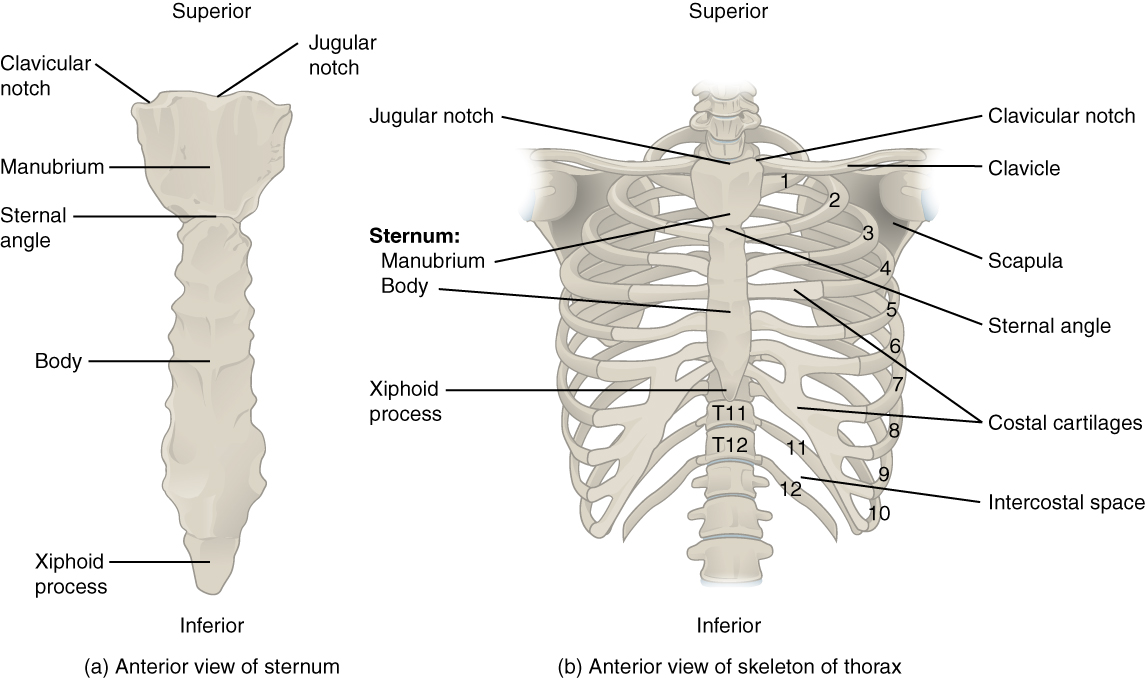 This figure shows the skeletal structure of the rib cage. The left panel shows the anterior view of the sternum and the right panel shows the anterior panel of the sternum including the entire rib cage.