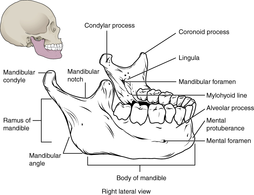 This image shows the structure of the mandible. On the top left, a lateral view of the skull shows the location of the mandible in purple. A magnified image shows the right lateral view of the mandible with the major parts labeled.