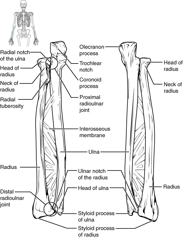 This figure shows the bones of the lower arm.