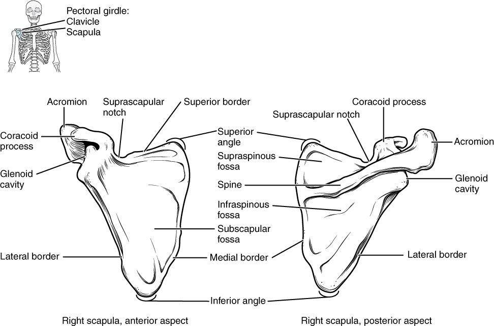 This diagram shows the anterior and posterior view of the scapula.