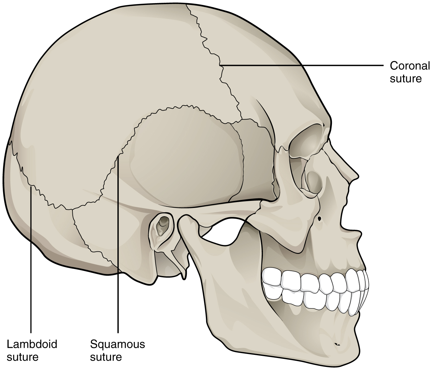 This image shows the lateral view of the human skeleton. The lambdoid, coronal, and squamous sutures are labeled.