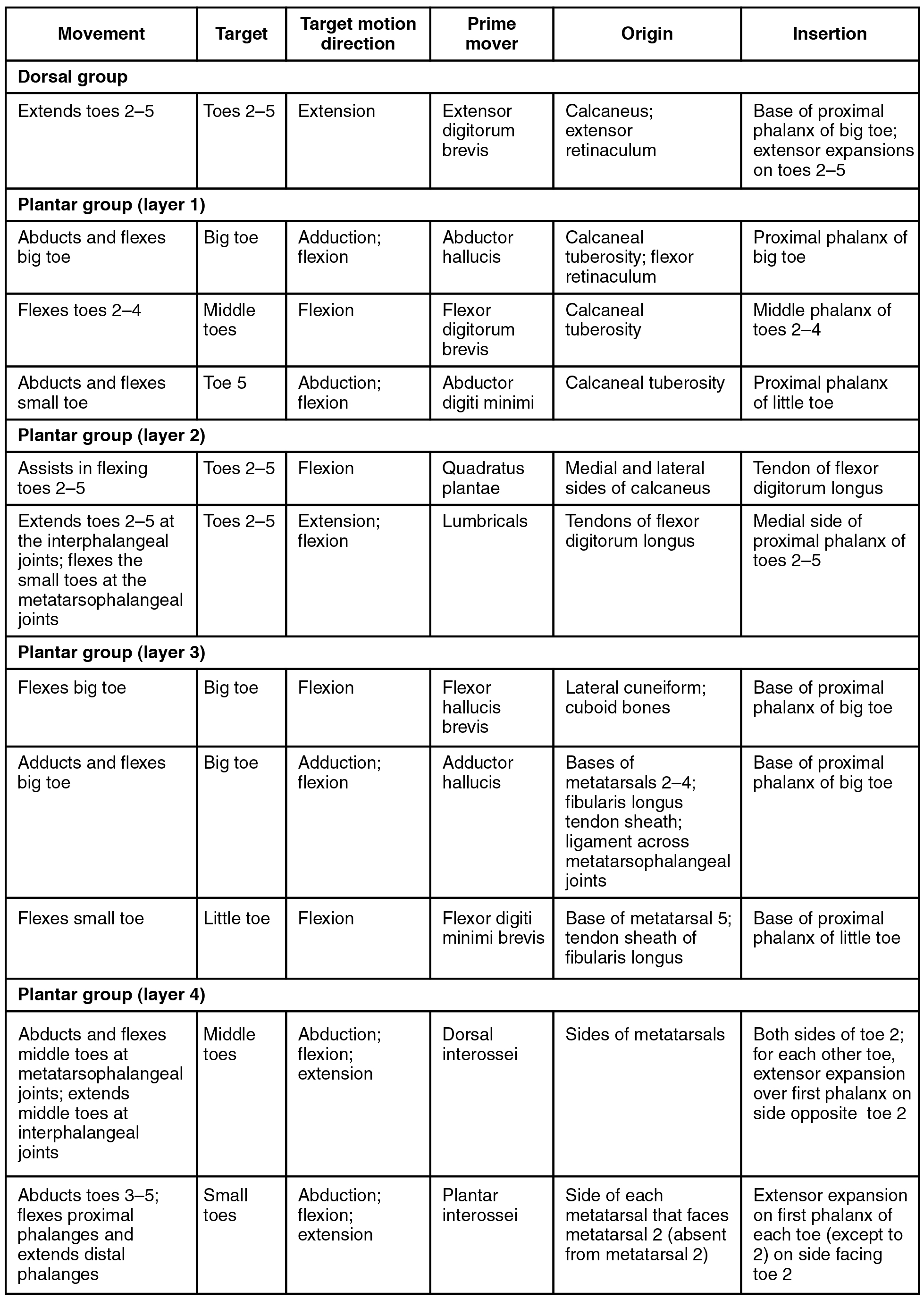 This table describes intrinsic muscles in the foot. The dorsal group consists of the extensor digitorum brevis, which extends toes 2 through 5. It originates in the calcaneus and the extensor retinaculum. These muscles make up layer 1 of the plantar group. The abductor hallucis abducts and flexes the big toe. It originates in the calcaneal tuberosity and flexor retinaculum. The flexor digitorum brevis flexes toes 2 through 4. It originates in the calcaneal tuberosity. The abductor digiti minimi abducts and flexes the small toe. It originates in the calcaneal tuberosity. These muscles make up layer 2 of the plantar group. The quadratus plantae assists in flexing toes 2 through 5. It originates in the medial and lateral sides of the calcaneus. The lumbricals extend toes 2 through 5 at the interphalangeal joints; they also flex the small toes at the metatarsophalangeal joints. They originate in the tendons of the flexor digitorum longus. These muscles make up layer 3 of the plantar group. The flexor hallucis brevis flexes the big toe. It originates in the lateral cuneiform and in the cuboid bones. The adductor hallucis adducts and flexes the big toe. It originates in the bases of metatarsals 2 through 4, in the fibularis longus tendon sheath, and in the ligament across the metatarsophalangeal joints. The flexor digiti minimi brevis flexes the small toe. It originates in the base of metatarsal 5 and in the tendon sheath of the fibularis longus. These muscles make up layer 4 of the plantar group. The dorsal interossei abducts and flexes the middle toes at the metatarsophalangeal joints; it also extends the middle toes at the interphalangeal joints. It originates in the sides of the metatarsals. The plantar interossei abducts toes 3 through 5; it also flexes the proximal phalanges and extends the distal phalanges. It originates in the side of each metatarsal that faces metatarsal 2 (absent from metatarsal 2).