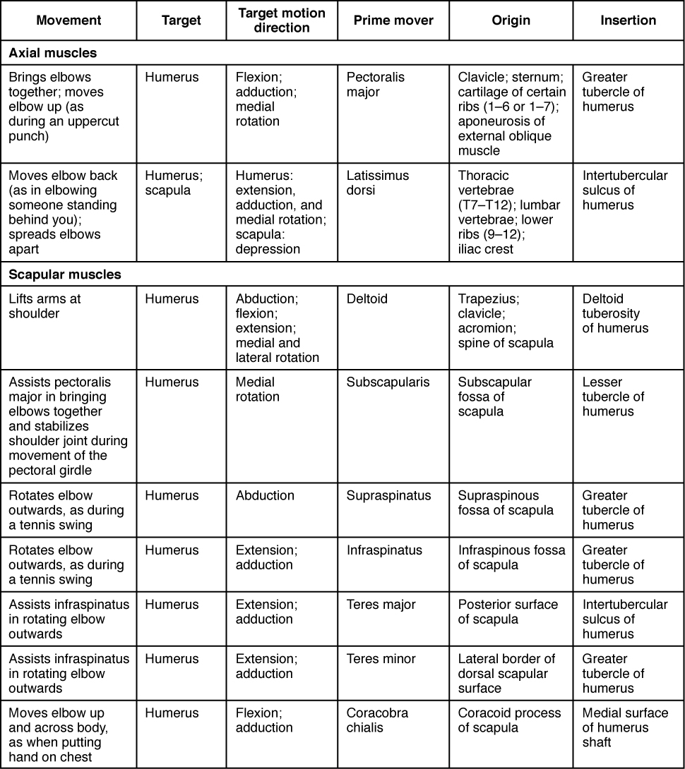 This table describes the muscles that move the humerus. The pectoralis major is an axial muscle that brings the elbows together and moves the elbows up (as during an uppercut punch). It originates in the clavicle, sternum, cartilage of ribs 1 through 6 or 1 through 7, and the aponeurosis of the external oblique muscle. The latissimus dorsi is an axial muscle that moves the elbow back (as in elbowing someone standing behind you) or spreads the elbows apart. It originates in the thoracic vertebrae (T7 through T12), the lower vertebrae, ribs 9 through 12, and the iliac crest. The deltoid is a scapular muscle that lifts arms at the shoulder. It originates in the trapezius, clavicle, acromion, and spine of scapula. The subscapularis is a scapular muscle that assists the pectoralis major in bringing the elbows together and stabilizes the shoulder joint during movement of the pectoral girdle. It originates in the subscapular fossa of the scapula. The supraspinatus is a scapular muscle that rotates the elbow outwards, as during a tennis swing. It originates in the supraspinous fossa of the scapula. The infraspinatus is a scapular muscle that rotates the elbow outwards, as during a tennis swing. It originates in the infraspinous fossa of the scapula. The teres major is a scapular muscle that assists the infraspinatus in rotating the elbow outwards. It originates in the posterior surface of the scapula. The teres minor is a scapular muscle that assists the infraspinatus in rotating the elbow outwards. It originates in the lateral border of the dorsal scapular surface. The coracobra chialis is a scapular muscle that moves the elbow up and across the body, as when putting a hand on the chest. It originates in the coracoid process of the scapula.