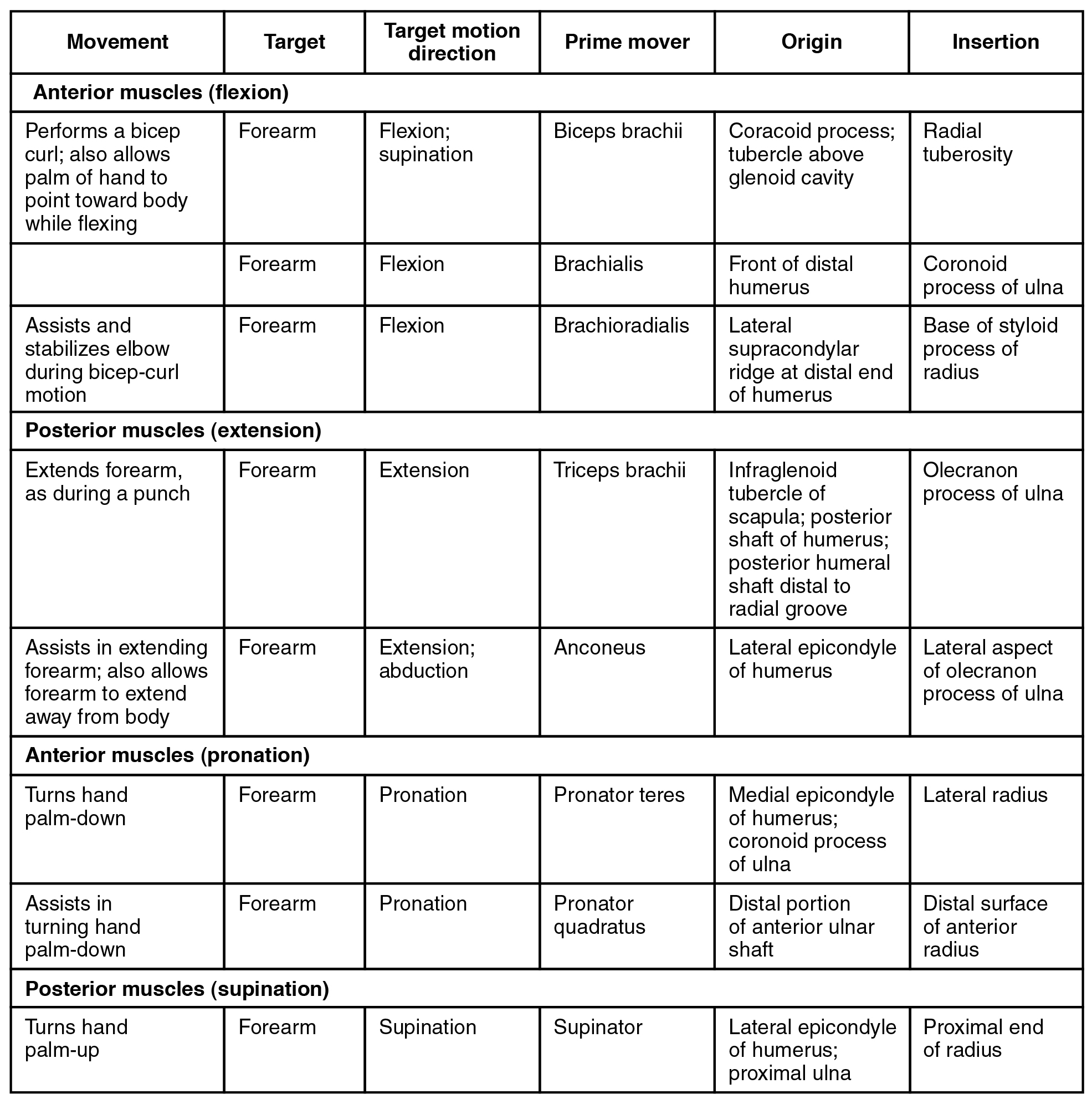 This table describes the muscles that move the forearm. The biceps brachii are anterior muscles that perform a bicep curl; they also allow the palm of the hand to point toward the body while flexing. They originate in the coracoid process and the tubercle above the glenoid cavity. The brachialis originates in the front of the distal humerus. The brachioradialis is an anterior muscle that assists and stablizes the elbow during bicep-curl motion. It originates in the lateral supracondylar ridge at the distal end of the humerus. The triceps brachii are posterior muscles that extend the forearm, as during a punch. They originate in the infraglenoid tubercle of the scapula, the posterior shaft of the humerus, and the posterior humeral shaft distal to the radial groove. The aconeus is a posterior muscle that assists in extending the forearm; it also allows the forearm to extend away from the body. It originates in the lateral epicondyle of the humerus. The pronator teres is an anterior muscle that turns the hand palm-down. It originates in the medial epicondyle of the humerus and the coronoid process of the ulna. The pronator quadratus is an anterior muscle that assists in turning the hand palm-down. It originates in the distal portion of the anterior ulnar shaft. The supinator is a posterior muscle that turns the hand palm-down. It originates in the lateral epicondyle of the humerus and the proximal ulna.