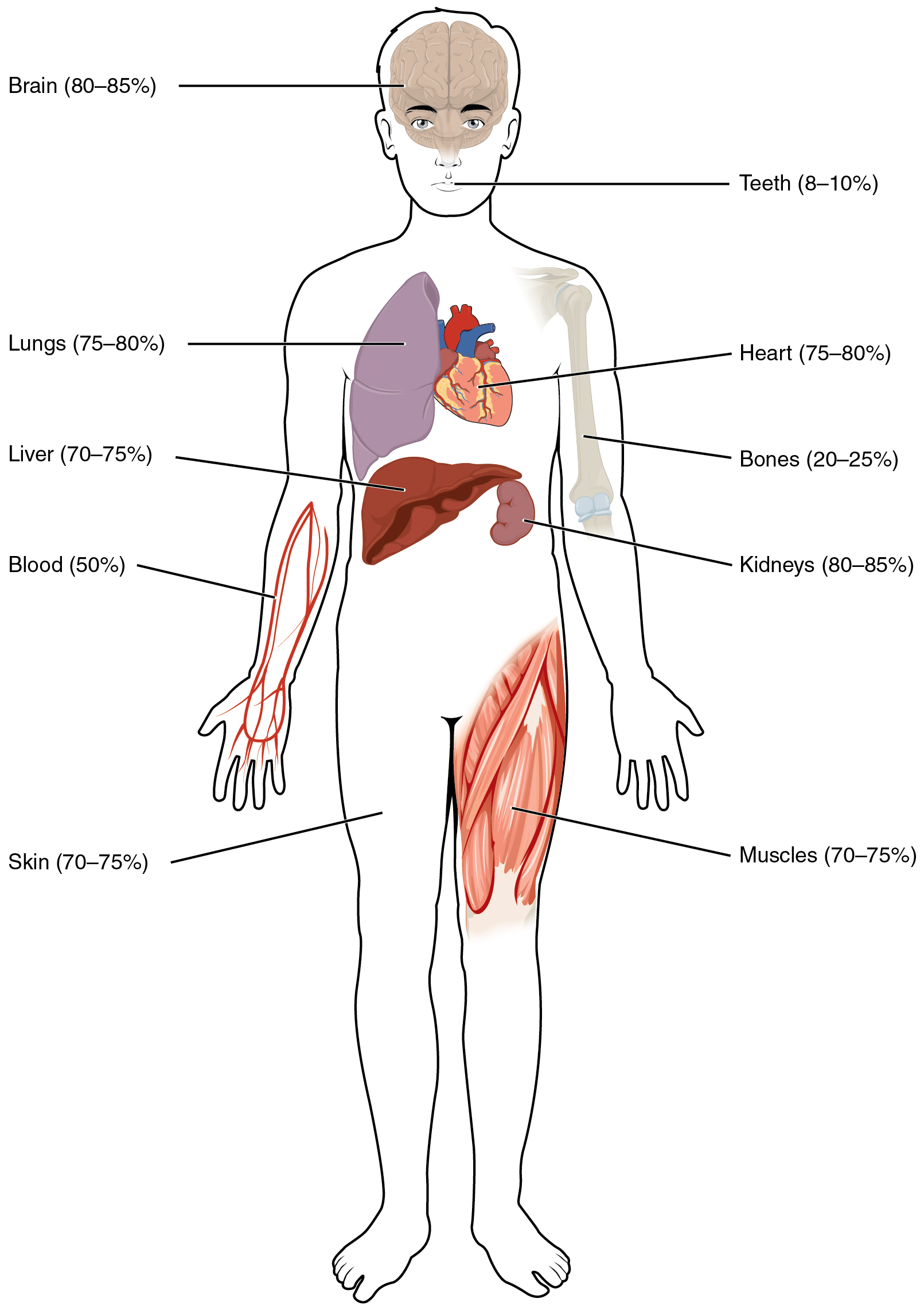 This illustration shows a silhouette of a human body  with various organs highlighted. The percent of water contained in each organ is given. The brain typically contains 80% to 85% water, teeth contain 8% to 10% water, a single lung contains 75% to 80% water, the heart contains 75% to 80% water, the bones contain 20% to 25% water, the liver contains 70% to 75% water, the kidneys contain 80% to 85% water, the skin contains 70% to 75% water and the muscles also contain 70% to 75% water.