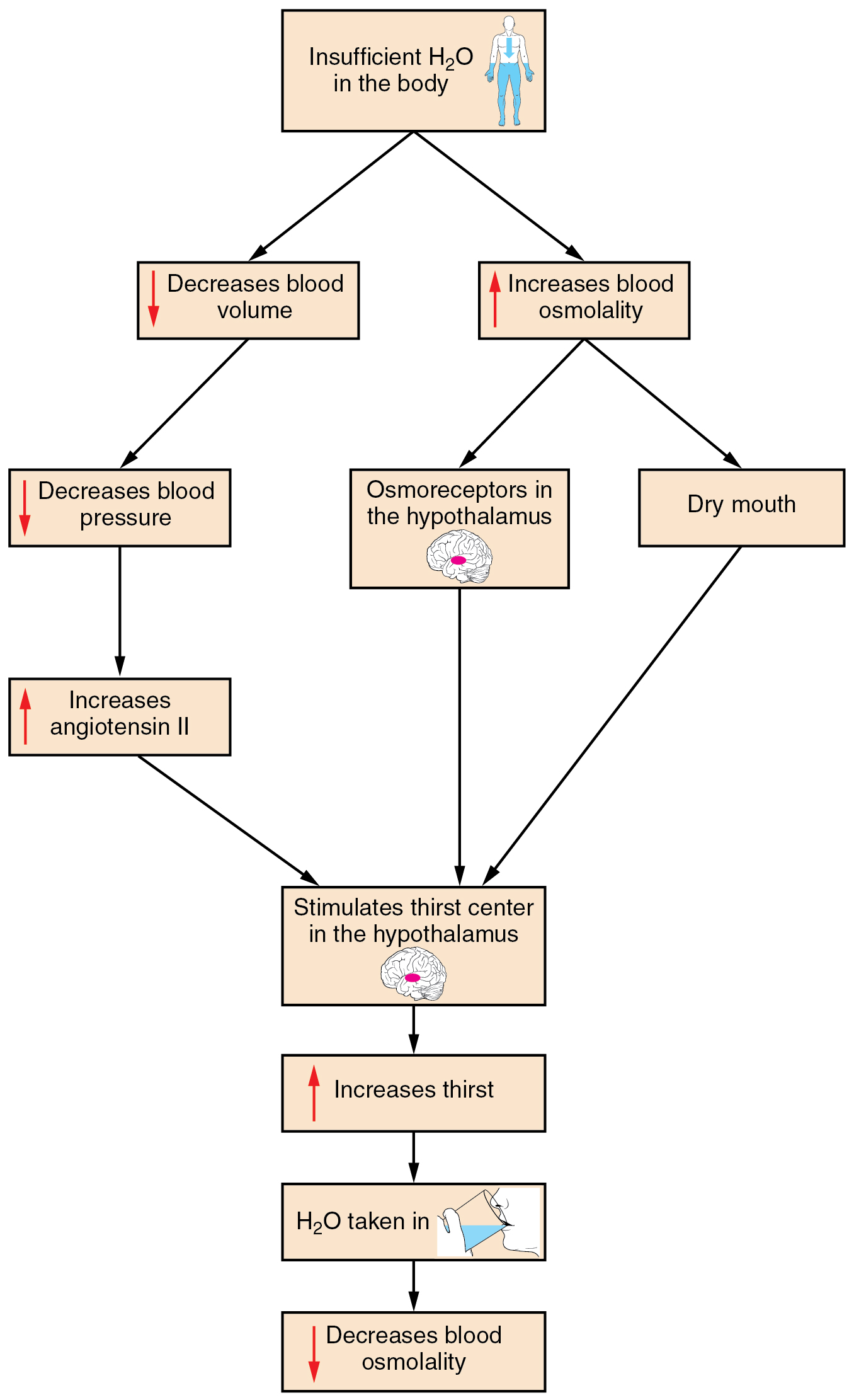 This figure is a top-to bottom flowchart describing the thirst response. The topmost box of the chart states that there is insufficient water in the body, which has two effects. The left branch of the chart leads to decreased blood volume, which leads to decreased blood pressure. This triggers an increase in angiotensin two. Angiotensin two stimulates the thirst center in the hypothalamus. On the right branch, insufficient water in the body leads to increased blood osmolality, which causes dry mouth. Increased blood osmolality and dry mouth is sensed by osmoreceptors in the hypothalamus. This stimulates the thirst center in the hypothalamus to increase thirst, giving a person the urge to drink. Drinking decreases blood osmolality back to homeostatic levels.