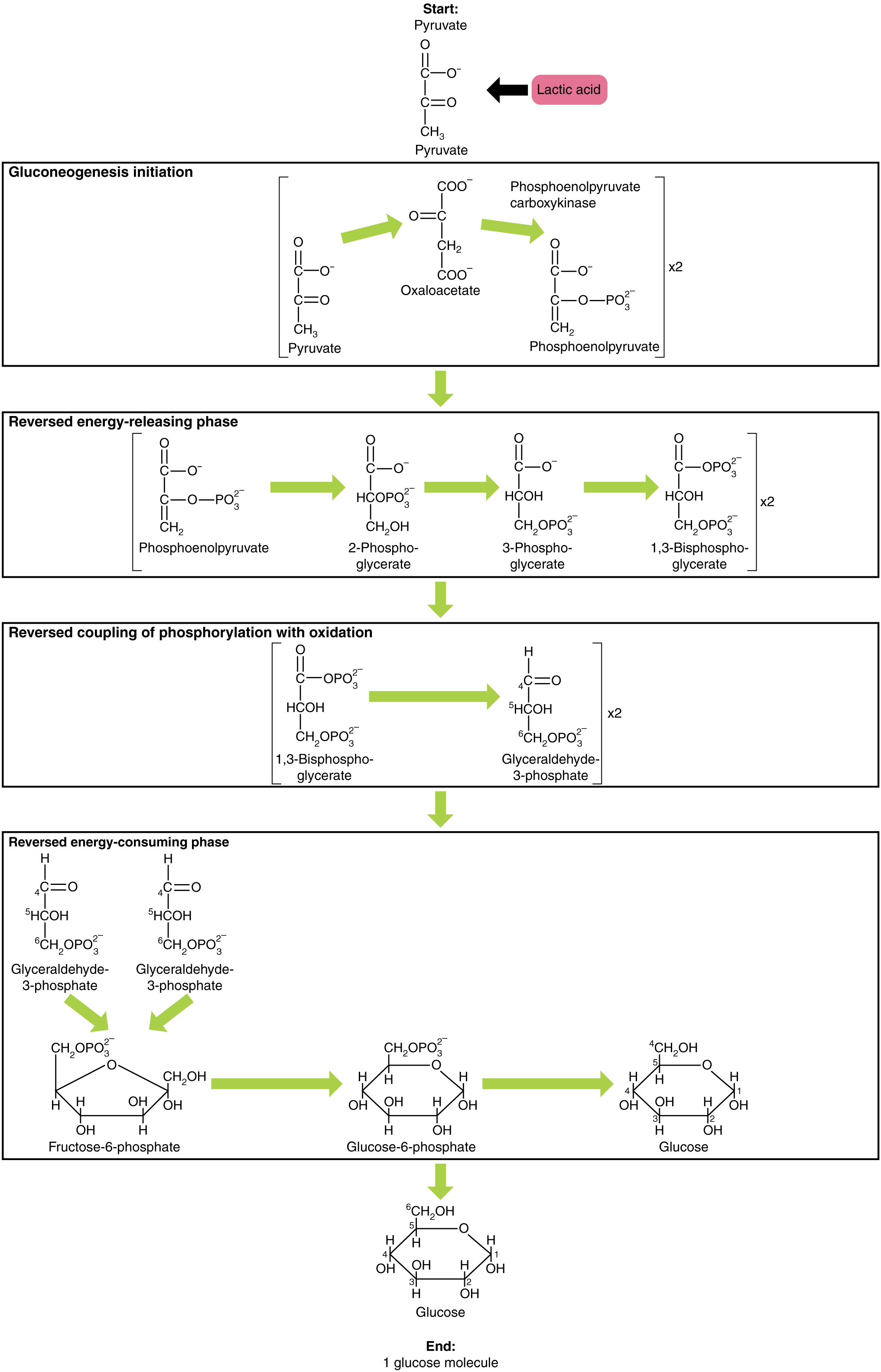 This figure shows the different steps in  gluconeogenesis, where pyruvate is converted to glucose.