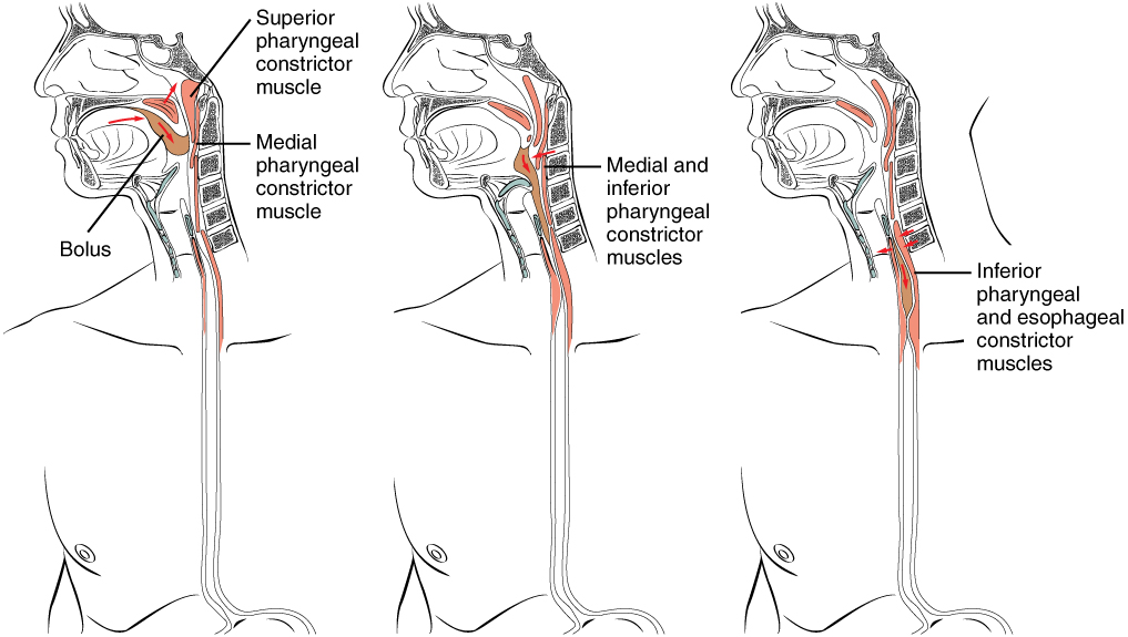 This figure shows the three different phases of deglutition. The left panel shows the voluntary phase, the middle panel shows the pharyngeal phase and the right panel’s shows the esophageal phase.