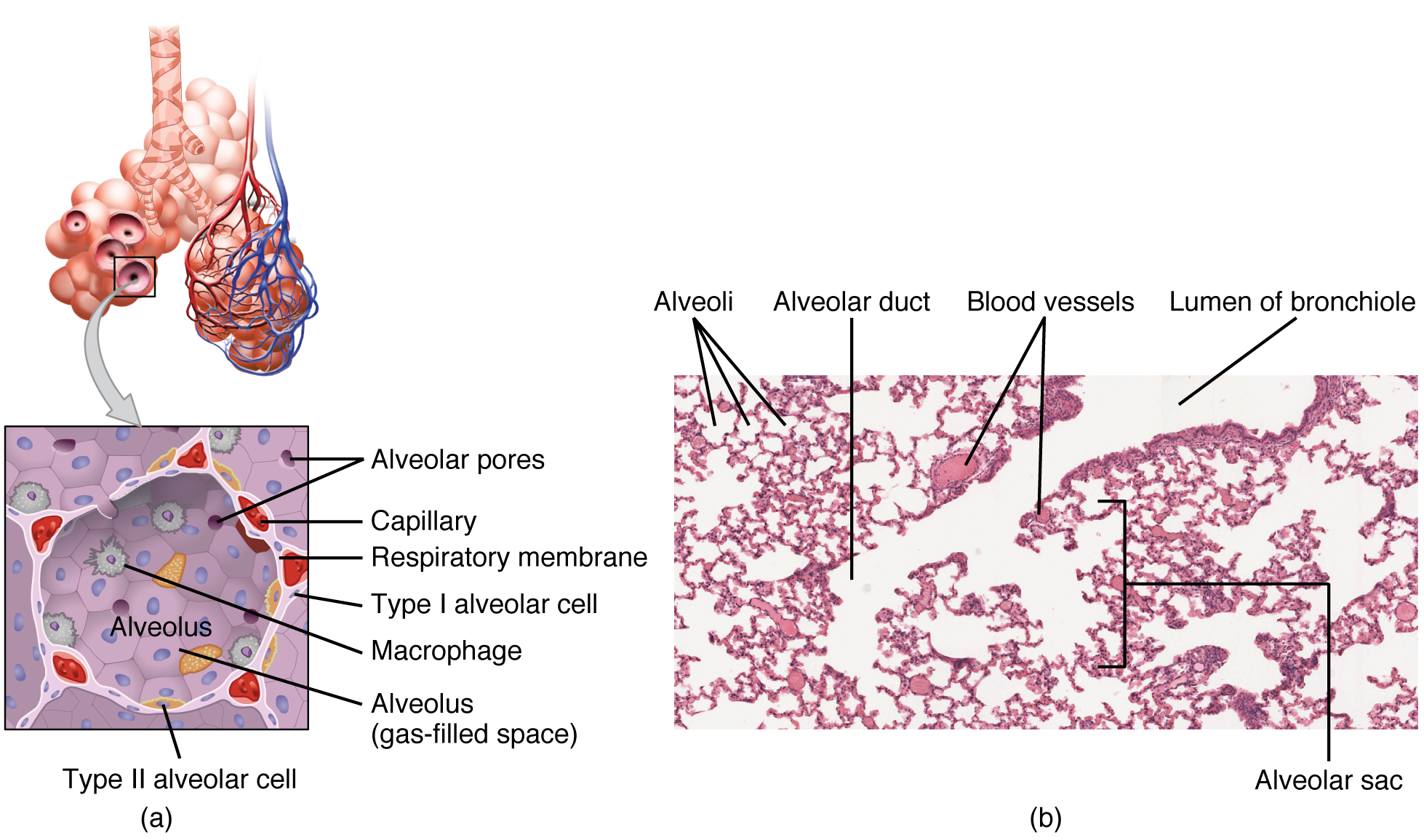 This figure shows the detailed structure of the alveolus. The top panel shows the alveolar sacs and the bronchioles. The middle panel shows a magnified view of the alveolus, and the bottom panel shows a micrograph of the cross section of a bronchiole.