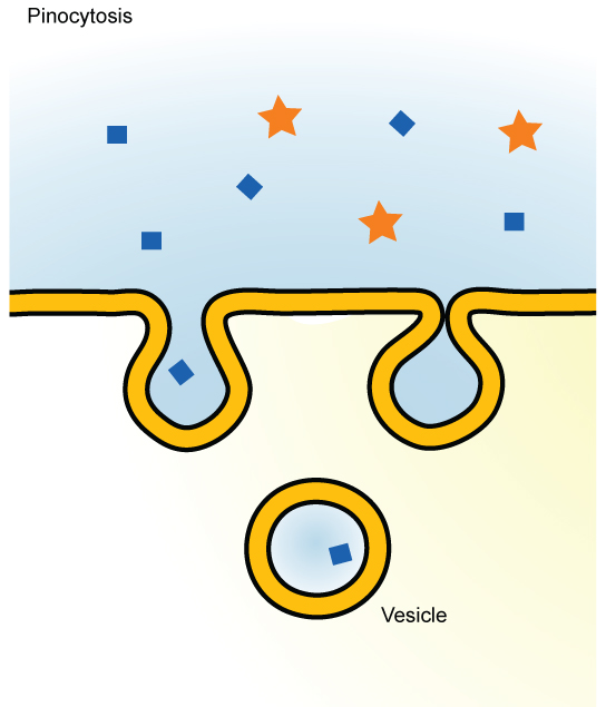 This illustration shows a plasma membrane forming a pocket around fluid in the extracellular fluid. The membrane subsequently engulfs the fluid, which becomes trapped in a vacuole.