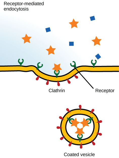 This illustration shows a part of the plasma membrane that is clathrin-coated on the cytoplasmic side and has receptors on the extracellular side. The receptors bind a substance, then pinch off to form a vesicle.