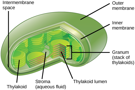 This illustration shows a chloroplast, which has an outer membrane and an inner membrane. The space between the outer and inner membranes is called the intermembrane space. Inside the inner membrane are flat, pancake-like structures called thylakoids. The thylakoids form stacks called grana. The liquid inside the inner membrane is called the stroma, and the space inside the thylakoid is called the thylakoid lumen.