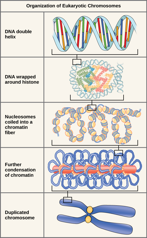 There are five levels of chromosome organization. From top to bottom: The top panel shows a DNA double helix. The second panel shows the double helix wrapped around proteins called histones. The middle panel shows the entire DNA molecule wrapping around many histones, creating the appearance of beads on a string. The fourth panel shows that the chromatin fiber further condenses into the chromosome shown in the bottom panel.