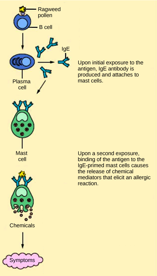 Illustration shows ragweed pollen attached to the surface of a B cell. The B cell is activated, producing plasma cells that release IgE. The IgE is presented on the surface of a mast cell. Upon a second exposure, binding of the antigen to the IgE-primed mast cells causes the release of chemical mediators that elicit an allergic reaction.