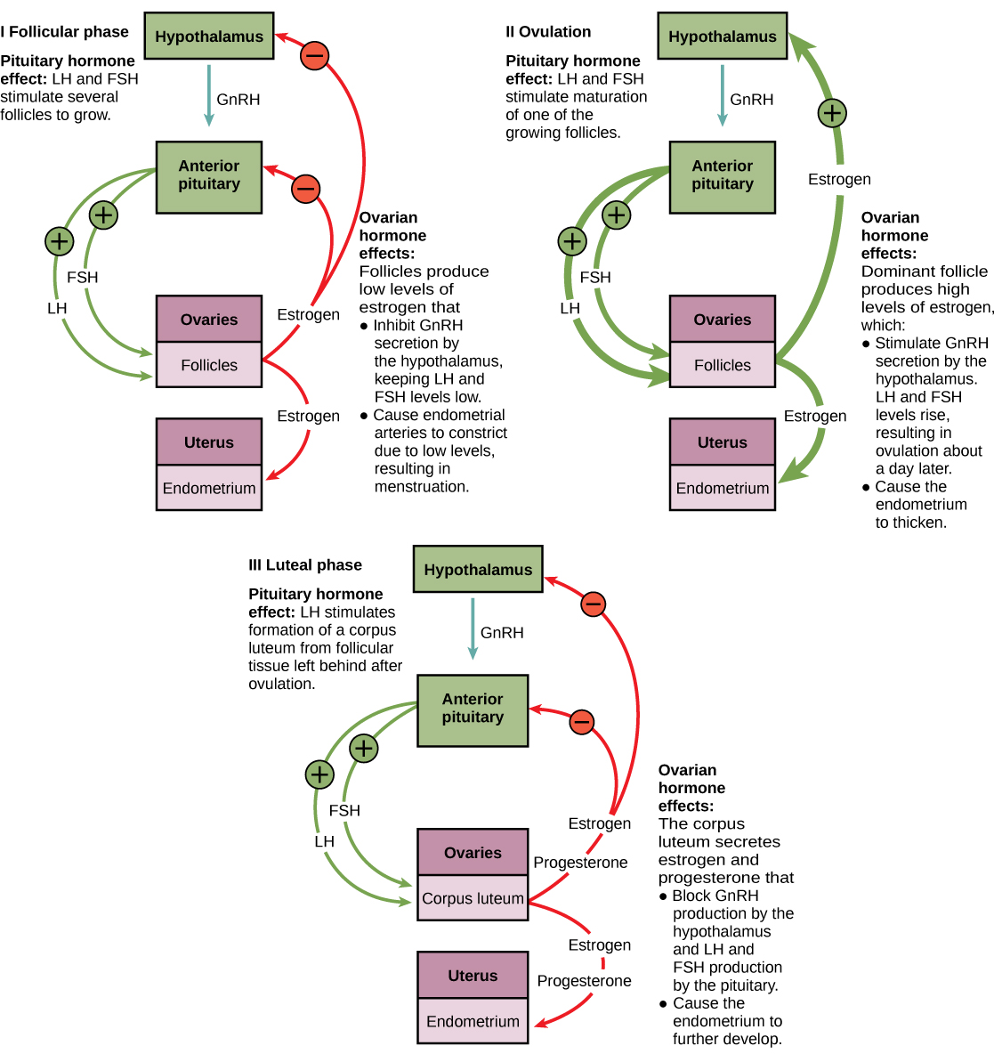 Hormone levels during the follicular phase, ovulation, and the luteal phase are compared. During the follicular phase, LH and FSH secreted from the pituitary stimulate several follicles to grow. The follicles produce low levels of estrogen that inhibit GnRH secretion by the hypothalamus, keeping LH and FSH levels low. Low levels of estrogen also cause the endometrial arteries to constrict, resulting in menstruation. During the time leading up to ovulation, LH and FSH stimulate maturation of one of the follicles. The growing follicle begins to produce high levels of estrogen, which stimulates GnRH secretion by the hypothalamus. As a result, LH and FSH levels rise, resulting in ovulation about a day later. Estrogen also causes the endometrium to thicken. After ovulation, the ovarian cycle enters the luteal phase. LH from the pituitary stimulates growth of the corpus luteum from the ruptured follicle. The corpus luteum secretes estrogen and progesterone that block GnRH production by the hypothalamus and LH and FSH production by the pituitary. Estrogen and progesterone also cause the endometrium to further develop.