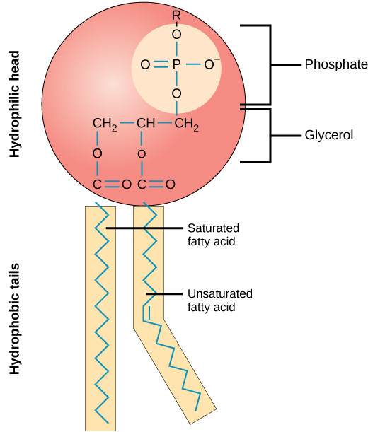 An illustration of a phospholipid shows a hydrophilic head group composed of phosphate connected to a three-carbon glycerol molecule, and two hydrophobic tails composed of long hydrocarbon chains.