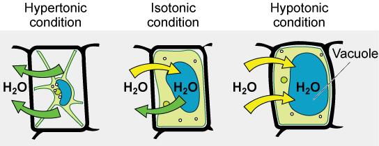 The left part of this image shows a plant cell bathed in a hypertonic solution so that the plasma membrane has pulled away completely from the cell wall, and the central vacuole has shrunk. The middle part shows a plant cell bathed in an isotonic solution; the plasma membrane has pulled away from the cell wall a bit, and the central vacuole has shrunk. The right part shows a plant cell in a hypotonic solution. The central vacuole is large, and the plasma membrane is pressed against the cell wall.