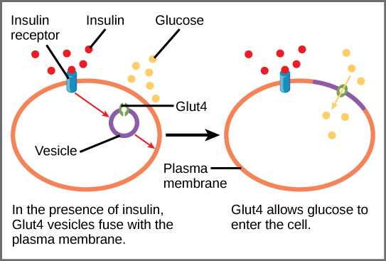 When insulin in the bloodstream binds the insulin receptor in the plasma membrane of a target cell, a vesicle containing the glucose transporter Glut-4 fuses with the plasma membrane. Glut-4 is a transporter that allows glucose to enter the cell.