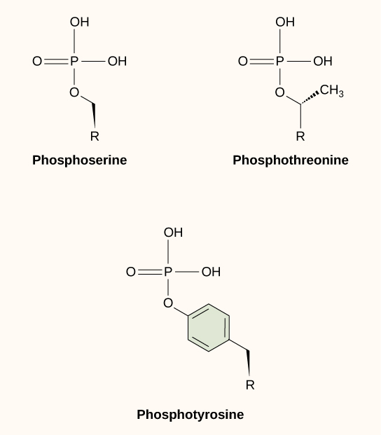 Molecular structures of phosphoserine, phosphothreonine and phosphotyrosine are shown. In each molecule, a phosphate is attached to an oxygen on the amino acid.