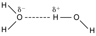 Molecular structure of two water molecules is shown. Oxygen atom of one water molecule has minus delta on it and the Hydrogen atom of other water molecule has a positive delta charge on it. The force on attraction between these two atoms is shown as dotted line.