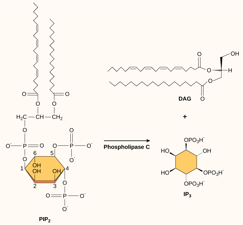 The molecular structures of PIP_2, DAG, and IP_3 are shown. PIP_2 is a phospholipid that is cleaved by phospholipase C to form DAG, which has a long hydrophobic tail, and IP_3, a ring structure with three phosphates attached.