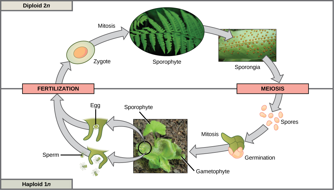 This illustration shows the life cycle of fern plants. The diploid (2n) zygote undergoes mitosis to produce the sphorophyte, which is the familiar, leafy plant. Sporangia form on the underside of the leaves of the sphorophyte. Sporangia undergo meiosis to form haploid (1n) spores. The spores germinate and undergo mitosis to form a multicellular, leafy gametophyte. The gametophyte produces eggs and sperm. Upon fertilization, the egg and sperm form a diploid zygote.