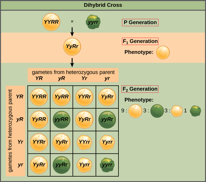 This illustration shows a dihybrid cross between pea plants. In the P generation, a plant that has the homozygous dominant phenotype of round, yellow peas is crossed with a plant with the homozygous recessive phenotype of wrinkled, green peas. The resulting F_{1} offspring have a heterozygous genotype and round, yellow peas. Self-pollination of the F_{1} generation results in F_{2} offspring with a phenotypic ratio of 9:3:3:1 for yellow round, green round, yellow wrinkled and green wrinkled peas, respectively.