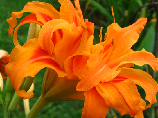  Photo shows an orange daylily