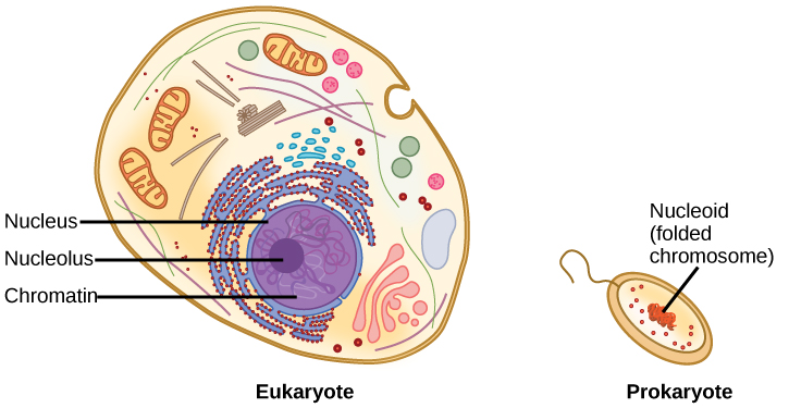 Illustration shows a eukaryotic cell, which has a membrane-bound nucleus containing chromatin and a nucleolus, and a prokaryotic cell, which has DNA contained in an area of the cytoplasm called the nucleoid. The prokaryotic cell is much smaller than the eukaryotic cell.