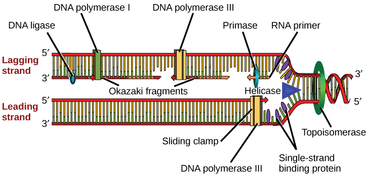 Illustration shows the replication fork. Helicase unwinds the helix, and single-strand binding proteins prevent the helix from re-forming. Topoisomerase prevents the DNA from getting too tightly coiled ahead of the replication fork. DNA primase forms an RNA primer, and DNA polymerase extends the DNA strand from the RNA primer. DNA synthesis occurs only in the 5' to 3' direction. On the leading strand, DNA synthesis occurs continuously. On the lagging strand, DNA synthesis restarts many times as the helix unwinds, resulting in many short fragments called “Okazaki fragments.” DNA ligase joins the Okazaki fragments together into a single DNA molecule.