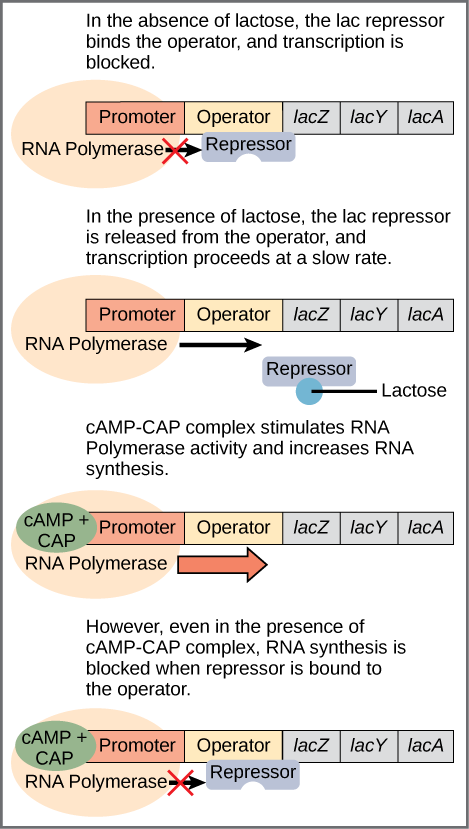 The lac operon consists of a promoter, an operator, and three genes named lacZ, lacY, and lacA. RNA polymerase binds to the promoter. In the absence of lactose, the lac repressor binds to the operator and prevents RNA polymerase from transcribing the operon. In the presence of lactose, the repressor is released from the operator, and transcription proceeds at a slow rate. Binding of the cAMP–CAP complex to the promoter stimulates RNA polymerase activity and increases RNA synthesis. However, even in the presence of the cAMP–CAP complex, RNA synthesis is blocked if the repressor binds to the promoter.