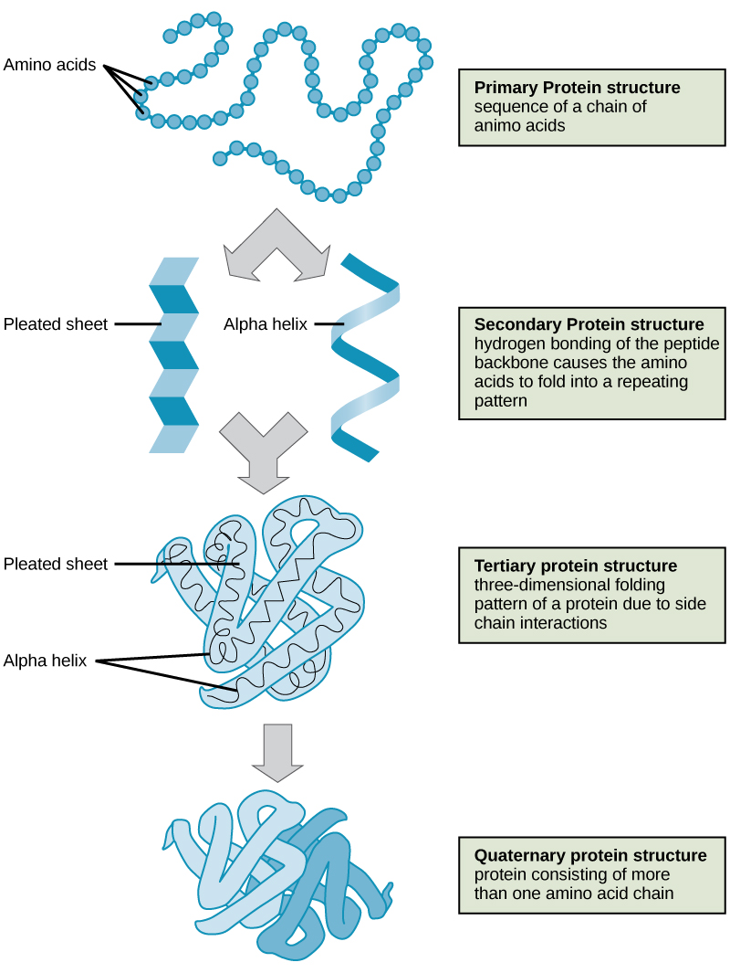 Shown are the four levels of protein structure. The primary structure is the amino acid sequence. Secondary structure is a regular folding pattern due to hydrogen bonding. Two types of secondary structure are shown: a beta pleated sheet, which is flat with regular ripples, and an alpha helix, which coils like a spring. Tertiary structure is the three-dimensional folding pattern of the protein due to interactions between amino acid side chains. Quaternary structure is the interaction of two or more polypeptide chains.