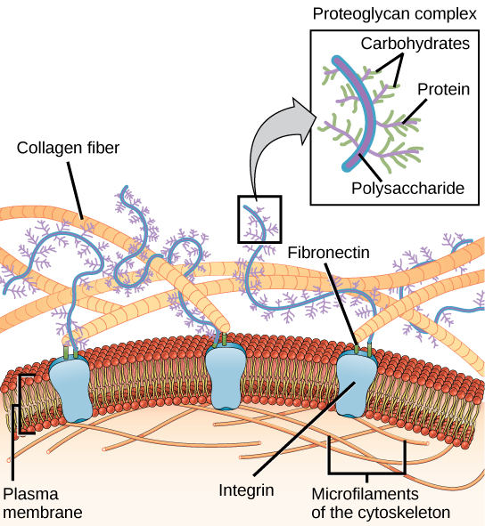 This illustration shows the plasma membrane. Embedded in the plasma membrane are integral membrane proteins called integrins. On the exterior of the cell is a vast network of collagen fibers. The fibers are attached to the integrins via a protein called fibronectin. Proteoglycan complexes also extend from the plasma membrane to the extracellular matrix. A close-up view shows that each proteoglycan complex is composed of a polysaccharide core. Proteins branch from this core, and carbohydrates branch from the proteins. The inside of the cytoplasmic membrane is lined with microfilaments of the cytoskeleton.