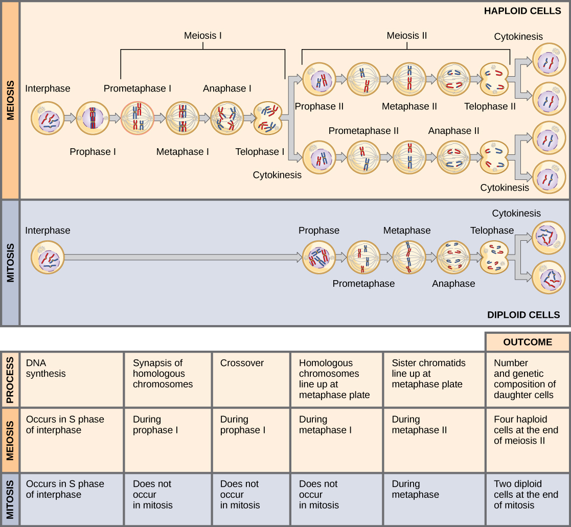 This illustration compares meiosis and mitosis. In meiosis, there are two rounds of cell division, whereas there is only one round of cell division in mitosis. In both mitosis and meiosis, DNA synthesis occurs during S phase. Synapsis of homologous chromosomes occurs in prophase I of meiosis, but does not occur in mitosis. Crossover of chromosomes occurs in prophase I of meiosis, but does not occur in mitosis. Homologous pairs of chromosomes line up at the metaphase plate during metaphase I of meiosis, but not during mitosis. Sister chromatids line up at the metaphase plate during metaphase II of meiosis and metaphase of mitosis. The result of meiosis is four haploid daughter cells, and the result of mitosis is two diploid daughter cells.