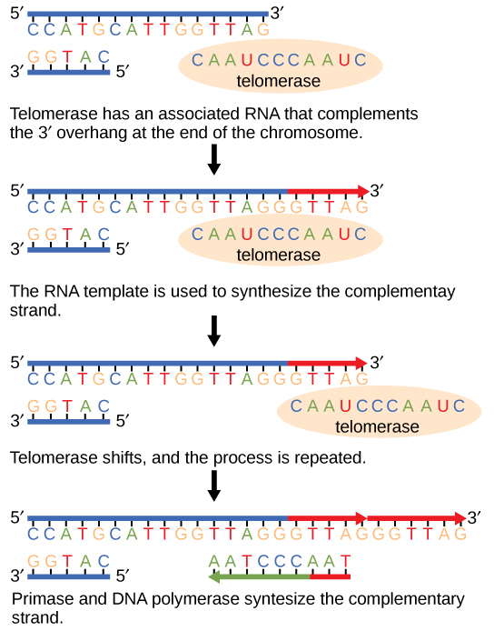 Telomerase has an associated RNA that complements the 5' overhang at the end of the chromosome. The RNA template is used to synthesize the complementary strand. Telomerase then shifts, and the process is repeated. Next, primase and DNA polymerase synthesize the rest of the complementary strand.