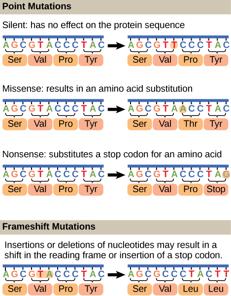 Illustration shows different types of point mutations that result from a single amino acid substitution. In a silent mutation, no change in the amino acid sequence occurs. In a missense mutation, one amino acid is substituted for another. In a nonsense mutation, a stop codon is substituted for an amino acid. In a frameshift mutation, one or more bases is added or deleted, resulting in a change in the reading frame.