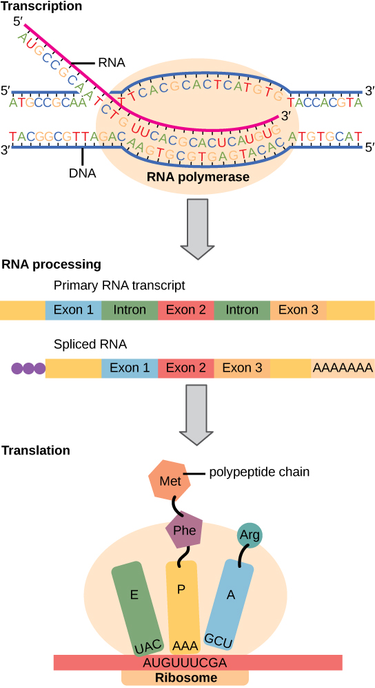 To make a protein, genetic information encoded by the DNA must be transcribed onto an mRNA molecule. The RNA is then processed by splicing to remove exons and by the addition of a 5' cap and a poly-A tail. A ribosome then reads the sequence on the mRNA, and uses this information to string amino acids into a protein.