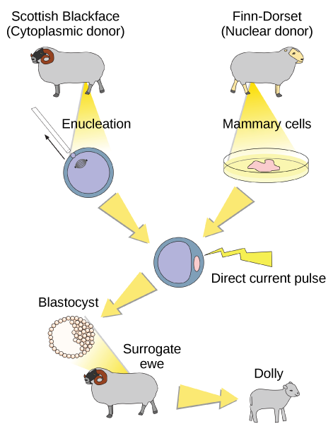 To clone Dolly the sheep, a Scottish Blackface sheep was used as a cytoplasmic donor. Eggs from this sheep were extracted, and the nucleus removed. A Finn-Dorset sheep was used as the nuclear donor. Nuclei were extracted from mammary cells, and direct electric current was used to fuse the nuclear DNA with the donor egg. The egg was then allowed to divide to the blastocyst stage, in which a sphere of cells contains a cluster of cells on one side. The blastocyst was implanted in a surrogate mother, resulting in Dolly the sheep.